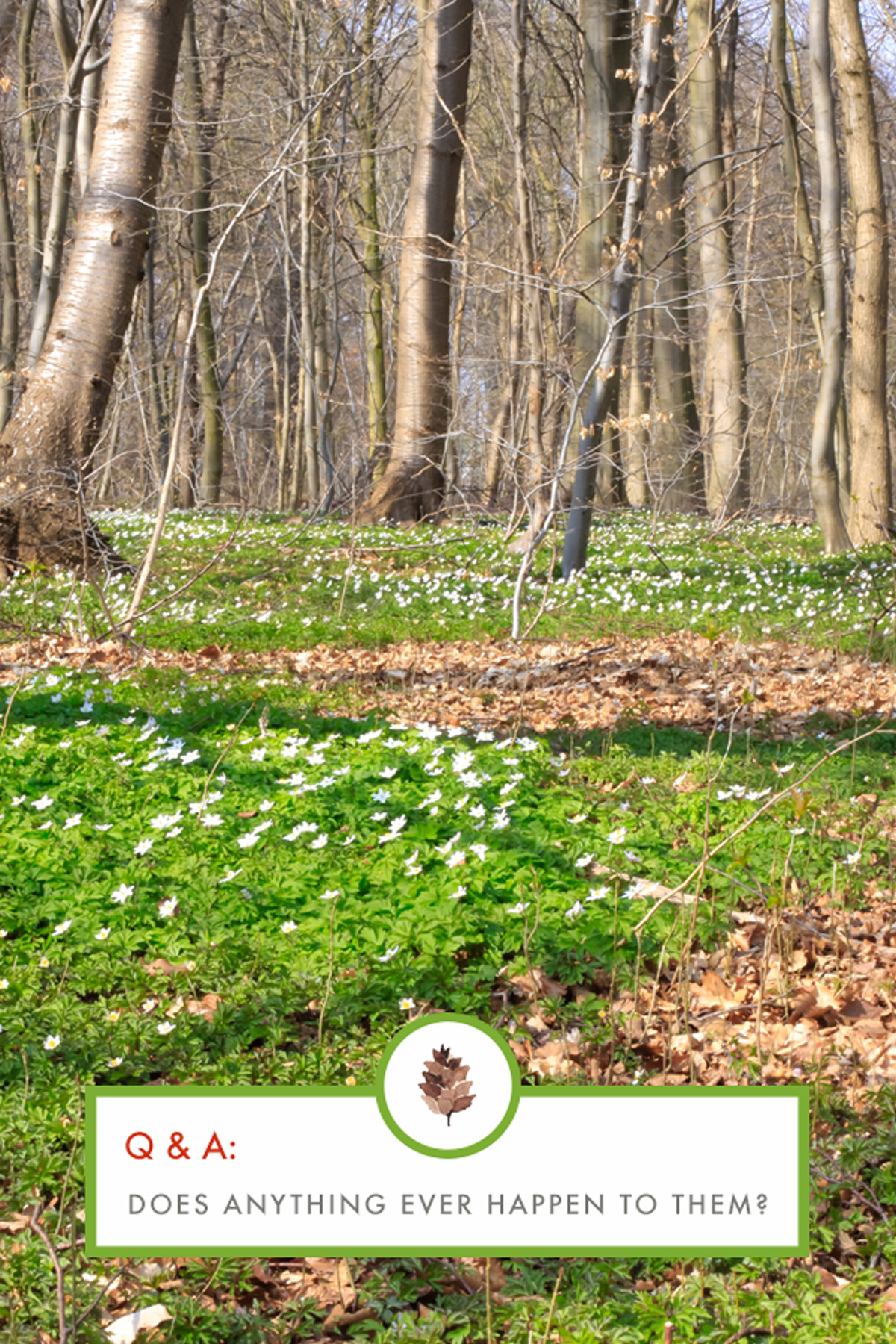 Forest School